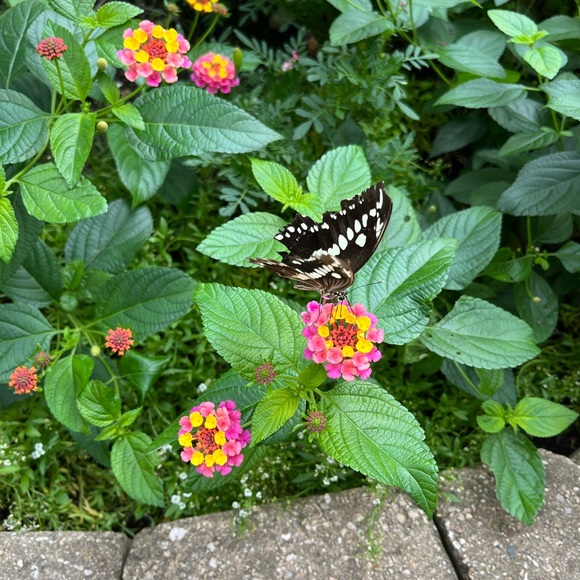 Closet is closing soon… - Picture 1 of 1